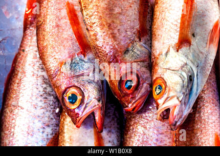 Akamutsu (Bluefish) rote Fische am Tsukiji Fischmarkt in Tokio, Japan. Stockfoto