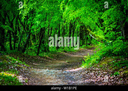 Gehweg-Lane-Pfad mit grünen Bäumen im Wald. Schöne Gasse, Straße im Park. Durch Sommer Wald. Stockfoto