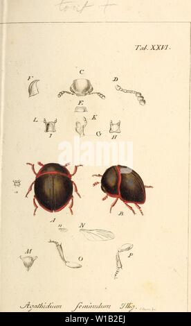 Archiv Bild ab Seite 304 der Deutschlands insecten (1805). Deutschlands Insecten. deutschlandsinse 00 stur 23 Jahr: 1805 Stockfoto