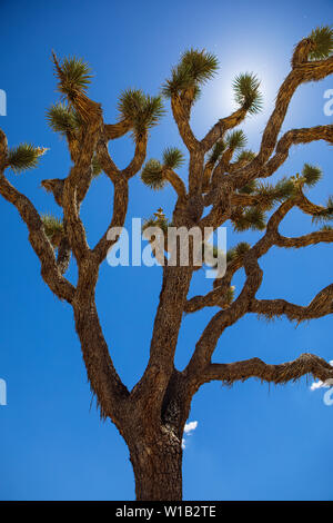 Joshua Tree unter der Wüstensonne in Joshua Tree National Park, Kalifornien, USA Stockfoto