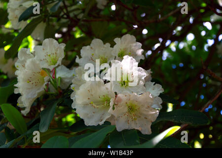 Rhododendron und Blüten wachsen in alle Richtungen Stockfoto