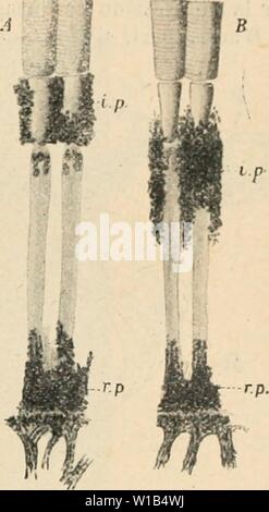 Archiv Bild ab Seite 316 von Wörterbuch de Physiologie (1913). Wörterbuch de Physiologie. dictionnairedeph 09 reiche Jahr: 1913 INSECTES. 307 les plus rÃfranyiblcs, et qu'elles voient rullia - violett ([. uniiocK et Forel). ILubuock recouvre un rÃcipient contenant des Fonaica fitsra (fourmiliÃ¨re artilicielle), de Fa&lt; - abriter, oii à l'une des moitiÃs avec uue Plaque d'"; verre Violett laissant Passer beaucoup d'ultra-violet et l'autre moitiÃ avec un llacon Plat de mÃªme Oberfläche contenant du organische Crackprodukte de carbone entiÃ¨rement transparent, Mais les interceptant Rayone ultra-Veilchen. Dans ces cond Stockfoto