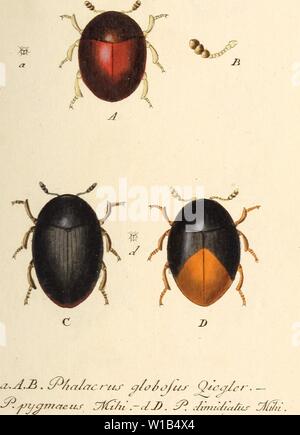 Archiv Bild ab Seite 316 von Deutschlands insecten (1805). Deutschlands Insecten. deutschlandsinse 00 stur 23 Jahr: 1805 Stockfoto