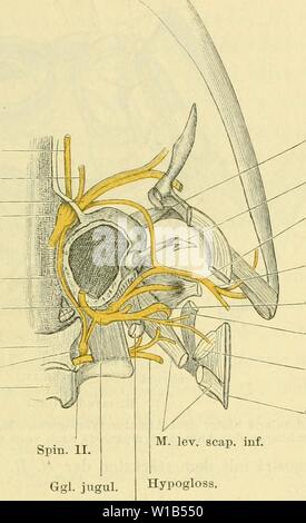 Archiv Bild ab Seite 318 von Die Anatomie des Frosches; ein. Die Anatomie des Frosches; ein Handbuch für Physiologen, Ãrzte und Studire. dieanatomiedesfr 0102 ecke Jahr: 1887-Geh irnuervcn. 147 fang der Ohrkapsel / hinten, tritt auch durch die Lücke hiiidurcli, sterben zwischen Processus hasalis Qnadrati und Crista parotica besteht (s. Abb. ly der Skeletlehre), tritt dann über das innere Ende der knöchernen Pars Media der Ohrcolumella und vereinigt sich Kaudal von derselben mit dem B. communicans des N. glossopJiaryn - geus (Abb. 40). Der aus der Vereinigung Departments Technik hervorgegangene starke Ner Stockfoto