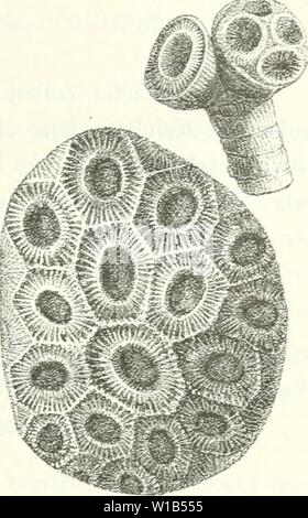 Archiv Bild ab Seite 318 von Die Leitfossilien, ein Handbuch für. Leitfossilien sterben, ein Handbuch für den Unterricht und für das Bestimmen von Versteinerungen. dieleitfossilien 00 kokeuoft Jahr: 1896 Paläojtoloqische Übersicht. dU Fi". 234. sterben Vertikalleisten. Der Mantel der Aussenwand oder ihr Vorhandensein ist nebensächlich. Phillipsastraea D'Ürb. (Frech, Milne Edw.und Haime, nicht Schweigger, HdiophyUmn Schlüt., Dana). Oberdevon und Kohlenkalk (zwei Kon- tinente Arten). In Amerika anscheinend schon im ünterdevon. Massige, selten rasenförmigo Stöcke. Sterben Zellen ausser der Aussenwand mi Stockfoto