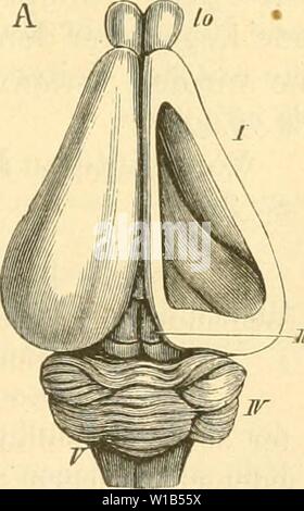 Archiv Bild ab Seite 318 der Anatomie des Kaninschens im Sterben. Anatomie des Kaninschens in topographischer und operativer Rücksicht. dieanatomiedeska 00 krau sterben jedes Jahr: 1884 Gehirn. 297 gegen sterben Großhirnhemisphären aufsteigen, bzw. zum Corpus striatum und Thalamus Opticus sich abwärts wenden. Loewe [453) lieferte eine Modus Beschreibung eines schrägen Gehirn-durchschnittes, in welcher der Balken jedoch nicht erwähnt wird, auch sterben Ab-bildung [453, Abb. 4) läßt keine weiteren Aufschlüsse entnehmen. Ventriculi laterales sind weit, das untere Hörn und das Cornu - monis (Abb. 126,4) Stockfoto