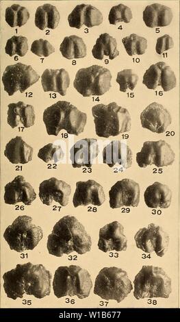 Archiv Bild ab Seite 322 von Devonischen Fische von Iowa (1908). Devon Fische von Iowa. devonianfishesof 00 Ost Jahr: 1908 Iowa Geological Survey, Vol. XVIII. Platte IX. Stockfoto