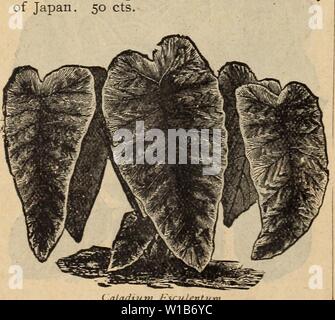 Archiv Bild von Seite 33 der beschreibenden und illustrierte Katalog der. Beschreibende und illustrierte Katalog von Obstbäumen, Zierpflanzen und Rosen. descriptiveillus 00 atla Jahr: 1896 Glühlampen und Tlcwer Wurzeln CALADIUM ESCUEENTUM. Dies ist eine der handsomest Laub Pflanzen im Anbau. Es ist der einfache Kultur, nur eine gute Versorgung mit Wasser benötigen, und einem sehr kräftigen, warmen Situation. Die Blätter sind oft 3 Fuß lang und etwa halb so viel in die Breite; früh beginnen. Guten Wurzeln, 25 cts., $ 2 pro Dutzend; extra, 50 cts., 4 $ pro dozon. Dahlien. Dies ist eine der ältesten Garten Blumen Stockfoto