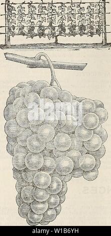 Archiv Bild von Seite 33 der beschreibenden und illustrierte Katalog. Beschreibende und illustrierte Katalog: Obst- und Zierbäumen, Sträuchern, Pflanzen, etc. descriptiveillus 1894 nmoo Jahr: 1894 Dksckiptive und illustrierte Katalog der ap-Reben kommt schnell ins Lager, die da Frucht trugen und in der Regel im zweiten Jahr nach der Pflanzung; erfordert aber wenig Platz, und wenn; richtig ausgebildet ist ein Ornament zum Hof, Garten oder die Weinberge. Die Erde für die Traube sollten trocken sein; wenn sie nicht natürlich, damit, sollte gründlich abgelassen werden. Es sollte tief gearbeitet werden und gut gedüngt, immer in dem Bewusstsein, dass Stockfoto