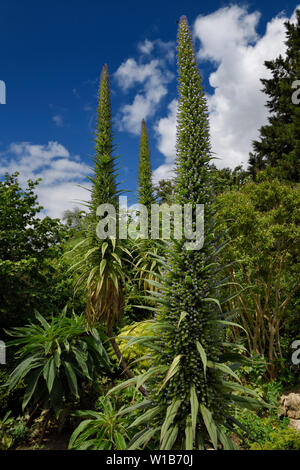 Garten im St James's Park mit einem riesigen Baum Echium mit lila Blüten Geliebte von Bienen London England Stockfoto