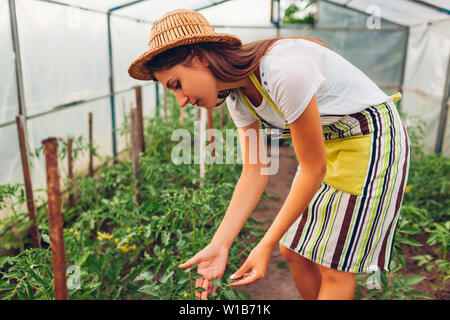 Frau Bauer auf Tomaten Setzlinge wachsen im Gewächshaus. Arbeitnehmer prüfen Gemüse im Treibhaus. Agrar- und Landwirtschaft Konzept. Organic Farm Stockfoto