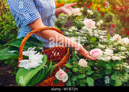 Ältere Frau sammeln von Blumen im Garten. Frau mittleren Alters mit rosa Rose in der Hand. Gartenarbeit Konzept. Lebensstil Stockfoto