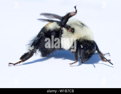 Braun - belted Hummel (Bombus griseocollis) Arbeiterin, Scooteney Reservoir, Washington Stockfoto