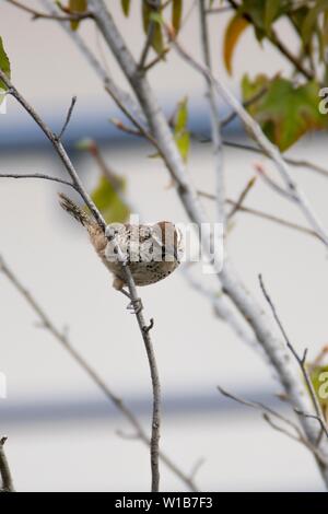 Ein Muster des Berges Rassel (Campylorhynchus gularis) wacht über eine Gruppe von Menschen, die in der Nähe ihr Nest gehen, in Einrichtungen, die von der Nationalen Schule für Höhere Studien (ENES) in der Gemeinde von Morelia, Michoacán. . (Foto: AdidJimenez/nortephoto.com) Un Marco de matraca Serrana (Campylorhynchus gularis) vigila a un Grupo de Personas que caminan cerca de su Nido, Dentro De Las instalaciones de La Escuela Nacional de Estudios Superiores (ENES) en el Municipio de Morelia, Michoacán. . (Foto: AdidJimenez/nortephoto.com) Stockfoto