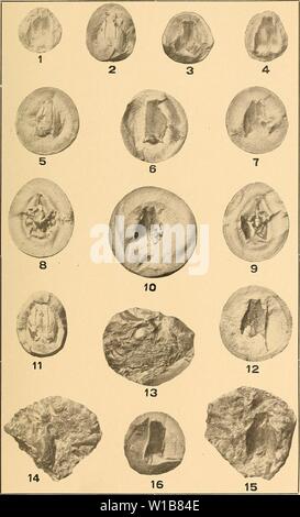 Archiv Bild von Seite 338 des Devonischen Fische von Iowa (1908). Devon Fische von Iowa. devonianfishesof 00 Ost Jahr: 1908 Iowa Geological Survey, Vol. XVIII. Platte XIII. Stockfoto