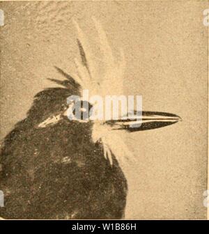 Archiv Bild ab Seite 338 von De Vogels van Suriname, Guyana ( Stockfoto