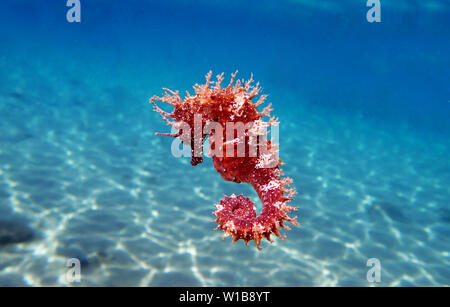 Seepferdchen - Hippocampus guttulatus Mittelmeer Stockfoto