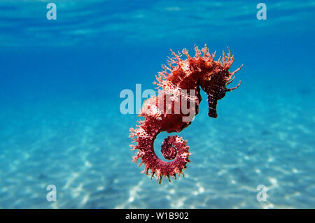 Seepferdchen - Hippocampus guttulatus Mittelmeer Stockfoto