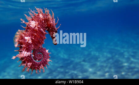 Seepferdchen - Hippocampus guttulatus Mittelmeer Stockfoto