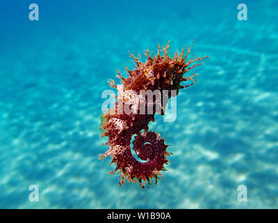 Seepferdchen - Hippocampus guttulatus Mittelmeer Stockfoto