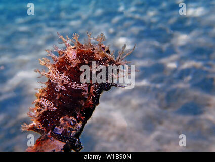 Seepferdchen - Hippocampus guttulatus Mittelmeer Stockfoto