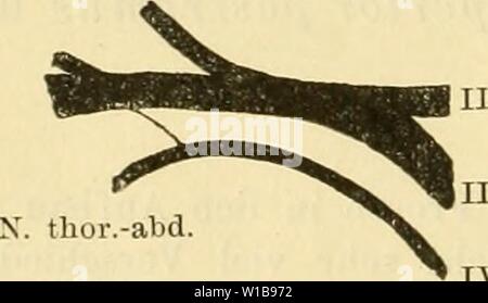 Archiv Bild ab Seite 341 von Die Anatomie des Frosches; ein. Die Anatomie des Frosches; ein Handbuch für Physiologen, Ãrzte und Studire. dieanatomiedesfr 0102 ecke Jahr: 1887 - 170 Plexup Positionen. Kuin | Wenn abgetreten.' Als atavistische Form findet sich über dem eutsj) recheud gelegentlich bei niederen Anuren {Btifo variahth's. Pelobafes fuscus) ein Ueber-wiegen der Dicke des vierten Spinalnerven gegenüber dem Dritten. Bei Raua ist dies bisher nicht beobachtet; hier bietet der Brachialplexus schon ein Fort-geschritteneres und stabileres Verhalten insofern, als der X. sjii". / / / Unbe - Strittener Stockfoto