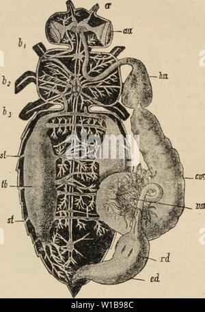 Archiv Bild ab Seite 343 von Wörterbuch de Physiologie (1913). Wörterbuch de Physiologie. dictionnairedeph 09 reiche Jahr: 1913 384 INSECTES. VertÃbrÃs aÃriens, l'expiration est toujours plus rapide que l'Inspiration et s'efFectiie mÃ'me ins d'une Fassade § auf schroff. o "Ctiez beaucoup d'Insectes, auf constate des Pausen de courte durÃe, qui se pro-duisent; aprt chaque Mouvement inspiratoire, jamais en Ablauf; dans un grand Nombre d'ESPÒ ¨ ces, auf constate, en outre, l'Existenz d'arnHs de plus longue durÃe, qui interrompent de temps À autre la sÃrie des mouvements respiratoires, et q Stockfoto