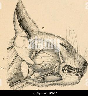 Archiv Bild ab Seite 344 von Wörterbuch de Physiologie (1898). Wörterbuch de Physiologie. dictionnairedeph 03 reiche Jahr: 1898 CHAT. 33 Ein deuxième et La Semaine troisirine des Apn la Iiai. Bitte (; o. La précainassiôre et la Tubercu - leuse de la mâchoire Supérieure sind en retard Tun plusieurs semaines sur les autres Dents de Lait de la premit sorlc "Jue"-re Gebiss n'est que achevée vers un mois et Demi. Elle dure jusqu'Aux 7'' und 8'' mois (Uoisseau"). Alors beginnen leur Rutsche, d'après l'ordre de l'Erscheinung. A l'étal adulte, le chat présente la Formule dentaiie suivante :: i1 nie T., caii Stockfoto