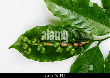 Kaffeepflanze Thema. Nahaufnahme der grüne Kaffeebohne isoliert Stockfoto