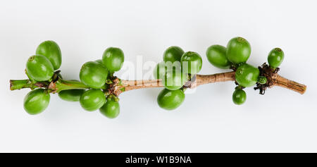 Niederlassung von Rohkaffee Beeren auf weißem Hintergrund Stockfoto