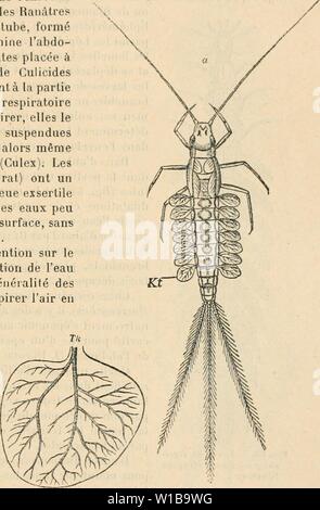 Archiv Bild ab Seite 348 von Wörterbuch de Physiologie (1913). Wörterbuch de Physiologie. dictionnairedeph 09 reiche Jahr: 1913 INSECTES. 339 grÃ¢ce au mÃcanisme de l'Antenne agissant comme une Sorte de palette articulÃe, les Divers stigmates n'ayant plus alors qu'à puiser dans la Bestimmung ainsi rassemblÃe. Pourtant, d'aprc les Forschung rÃcontes de HnocHEu, les Grands stigmates prothora - cique sind seuls inspirateurs et l'air ne s'emmagasine Sous les Ãlytres qu'Après-ski avoir ÃtÃ inspirÃ par ces stigmates traversÃ antÃritMirs, avoir Les sacs aÃriens et avoir enfin ÃtÃ expirÃ par les Sti Stockfoto