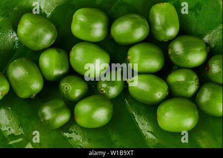 Grüner Kaffee Beeren auf Blatt Makro Nahaufnahme Stockfoto