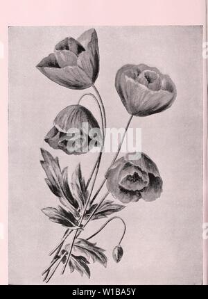 Archiv Bild von Seite 35 der beschreibenden Katalog von Neuen. Beschreibender Katalog Der neue und seltene Samen, Pflanzen, und den Lampen. descriptiveillus 1893 Einheit Jahr: 1893 Tulip Poppy. (Papaver glaucum.) (siehe gegenüberliegende Seite). Die feinsten jährlichen der letzten Einführung. Stockfoto