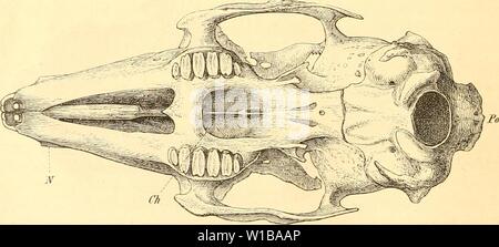 Archiv Bild von Seite 35 der Sterben Anatomie des Kaninschens in Stockfoto