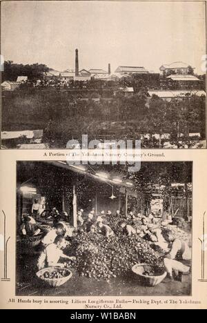 Archiv Bild ab Seite 350 der beschreibenden Katalog der Blüte, Zierpflanzen. Beschreibender Katalog der Blüte, dekorative Bäume, Sträucher, Zwiebeln, Kräuter, Kletterer, Obstbäume, &c., &c., &c. / Für Verkauf durch die Yokohama Baumschule Co., Limited. . Descriptivecatal 1909 yoko Jahr: Stockfoto