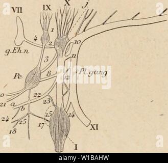 Archiv Bild ab Seite 351 der Wörterbuch de Physiologie (1898). Wörterbuch de Physiologie. dictionnairedeph 03 reiche Jahr: 1898; siehe Chat. Chez Le chat Ã¹f,'Ã de 4 seniauies (de la iiiÃ'ine portÃe) = 2961. Chez Le chat Ã¢gÃ-de 16 semaines = 3032. Chat Ã¢gÃ-de Ich ein (Femelle) = 3046. Chat Ã¢gÃ-de Ich eine et Demi (mÃ¢ le) = 3035. Le ijantjlion otiqiic (Schiff") peut Ãªtre dÃcouvert facilement Chez Les Jeunes chais. Auf beginnen par mettre À m la Oberfläche infÃrieure tun la Caisse du tympan. Auf cherche l'artÃ ¨ re mÃningÃe moyenne en suivant Le Sillon situÃ entre la Caisse du tympan et la Base du crÃ Stockfoto