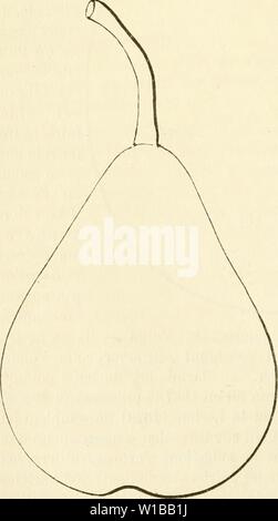 Archiv Bild ab Seite 357 von Wörterbuch de pomologie, Contenant l'histoire,. Wörterbuch de pomologie, Contenant l'histoire, la Description, la Abbildung des Früchte Früchte anciens et des modernes les plus gÂnÂralement connus et cultivÂs. dictionnairedepo 02 lero Jahr: 1867 348 LIV âLON est appelÃ Poirier de Livre, ich liebe qu'une poire pesÃ une Livre; La pelure est Rude et le Obst acre, Mais il s'adoucit dans la Cloche, et fait un bon sirop. Â" (ThÃÃ¢tre des jardinages, s. 39. ) Beobachtungen. ÂLe poirier Bateau, ou RÃ Château Blanc, n'a rien de commun avec la prÃsente variÃtÃ, dont les Synonym Stockfoto