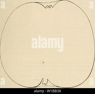 Archiv Bild ab Seite 358 von Wörterbuch de pomologie Contenant. Wörterbuch de pomologie: Contenant l'histoire, la Description, la Abbildung des Früchte Früchte anciens et des modernes les plus gÃnÃralement connus et cultivÃs. dictionnairedepo 003 lero Jahr: 1867 GRO [gros Hop] 351 198. Pomme GROS-HOPITAL. Siynonymes. Â Pommes: 1. De CdrÃ (SociÃtÃ d'Gartenbau de Rouen, Bulletin, annÃe 1864, S. 70). Â 2. Reinette d'HÃ'pital (PÃpiniÃ¨res de Umgebung de Rouen). Premier Art. Beschreibung de l'ombre. Â Bois: Assez fort. Â Rameaux: Peu nombreux, gÃnÃ - ralement ÃtalÃs, Gros et peu sehnt, bie Stockfoto