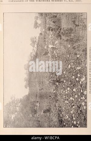 Archiv Bild ab Seite 369 der beschreibenden Katalog der Blüte, Zierpflanzen. Beschreibender Katalog der Blüte, dekorative Bäume, Sträucher, Zwiebeln, Kräuter, Kletterer, Obstbäume, &c., &c., &c. / Für Verkauf durch die Yokohama Baumschule Co., Limited. . Descriptivecatal 1909 yoko Jahr: Stockfoto