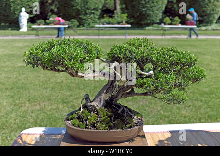 Im Rahmen der Sommershow des Cleveland Bonsai Clubs 2019 in den Botanischen Gärten in Cleveland wird ein gut geschnittener Bonsai-Baum in einer Pflanzmaschine im Freien ausgestellt. Stockfoto