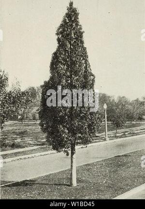 Archiv Bild von Seite 37 der beschreibenden Katalog von zuverlässigen. Beschreibender Katalog der zuverlässigen Obst- und Zierbäume: Rosen und Palmen, Reben und Sträucher zu den vorherrschenden Bedingungen von Boden und Klima an der Westküste zusammen mit der Bepflanzung und kulturelle Hinweise angepasst. descriptiveillus fanc 1926 Jahr: 1926 32 illustrierte Beschreibender Katalog der BRACHYCHITON - Flasche Baum ein australischer Baum besonders gut für Straßenkontrollen und Avenue Anpflanzungen Stockfoto