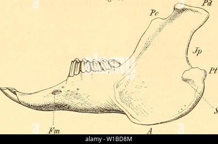 Archiv Bild von Seite 37 der Sterben Anatomie des Kaninschens in Stockfoto