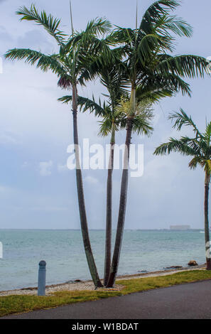 Palmen in einem Sturm bei Vogel Key Parkplatz - Sarasota, Florida Stockfoto