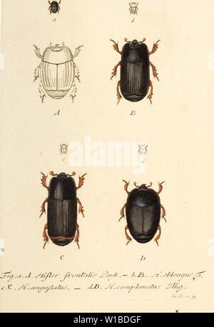 Archiv Bild ab Seite 372 von Deutschlands insecten (1805). Deutschlands Insecten. deutschlandsinse 00 stur 22 Jahr: 1805 Stockfoto