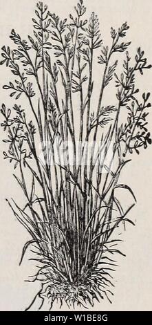 Archiv Bild von Seite 38 der beschreibenden Katalog von Gemüse, Blumen,. Beschreibender Katalog der Gemüse, Blumen und Samen: Knollen, Wurzeln, Pflanzen, Werkzeuge. descriptivecatal 1894 weeb Jahr: 1894 Heu- UND DAUERGRÜNLAND, Fleisch) 0-Vr retten. Harfe; Wiesenlieschgras. Die Auswahl von Samen in unserem Gemisch, beino: ausschließlich aus der wahre dauerhafte Arten, sind etwas teurer als Mischungen von Samen, die einen erheblichen Anteil an Roggen enthalten - Gras und Timothy, aber es gab zu, dass die Festlegung von Land mit so zu giass, Mischungen, wie es üblich war, vor ein paar Jahren zu verwenden hat. Stockfoto