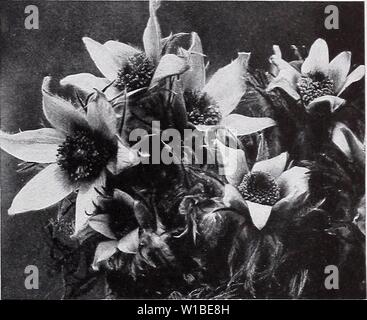 Archiv Bild von Seite 38 Der beschreibende Preisliste (1935). Beschreibende Preisliste. descriptiveprice 00 cmho 1 Jahr: 1935 Artemisia, Silver King. ARTEMISIA (Beifuß) lactiflora. Ein hoch wachsende Pflanze mit kleinen, weißen Blüten. Jeder, 20 c; 10, 1.50 $ 100, $ 13,00. A. Stelleriana. Tief silbrigen Blätter schneiden. 18 Zoll. Jeder, 20 c; 10, 1.50 $ 100, $ 13,00. A. Silver King. Sehr auffällige, weiße-leaved, 3 Füße hoch. Viel Laub im Winter bou quets - verwendet. Jeder, 25 c; 10, 2.00; $ 100, $ 15.00. (Silkweedi ASCLEPIAS Tuberosa. Staats brilliant orange-roten Blüten. Jeder, 25 c; 10, $ 2,00; 100, Stockfoto
