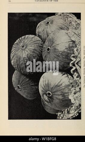 Archiv Bild von Seite 39 der beschreibenden Katalog Obst und. Beschreibender Katalog: Obst- und Waldbäume, Reben und Sträucher, Palmen und Auswahl Rosen. descriptivecatal 1904 fanc Jahr: 1904 Stockfoto