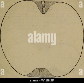 Archiv Bild von Seite 40 der ein Wörterbuch der modernen Gartenbau. Ein Wörterbuch der modernen Gartenarbeit. dictionaryofmode 01 John Jahr: 1847 APP APP Abb. 2.- (S. 44.) Abb. 3.- (S. 44.) Stockfoto