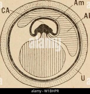 Archiv Bild ab Seite 403 von Wörterbuch de Physiologie (1895). Wörterbuch de Physiologie. dictionnairedeph 01 arich Jahr: 1895 Abb. 28. I-IG. ? 9. Stockfoto