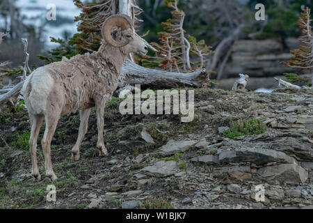 Single Big Horn Schafe auf felsigen Hügel in Montana Bergen Stockfoto